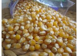 Non GMO White and Yellow Maize