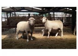 Large Merino Rams for sale