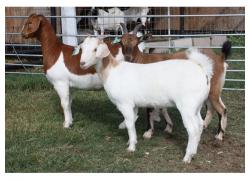 Our Boer Goats are well-bred
