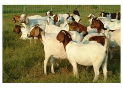 100%  Healthy Boer Goats