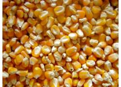Yellow maize For Animal Feed
