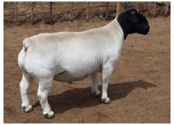 Boer Goats, Lambs, Sheep