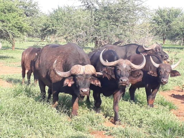 Young Buffalo Bulls