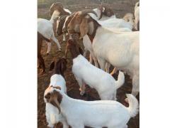Pure Breed Boer Goats For Sale
