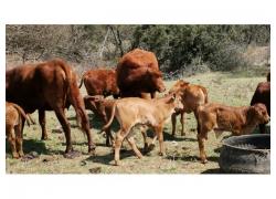 Cattle for Sale Dundee KZN