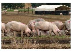 White Landrace Pigs For Sale