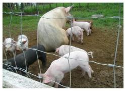 Porkers, Weaners And Gilts