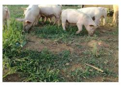pigs for sale